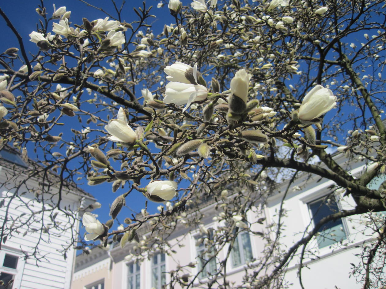 Magnolia