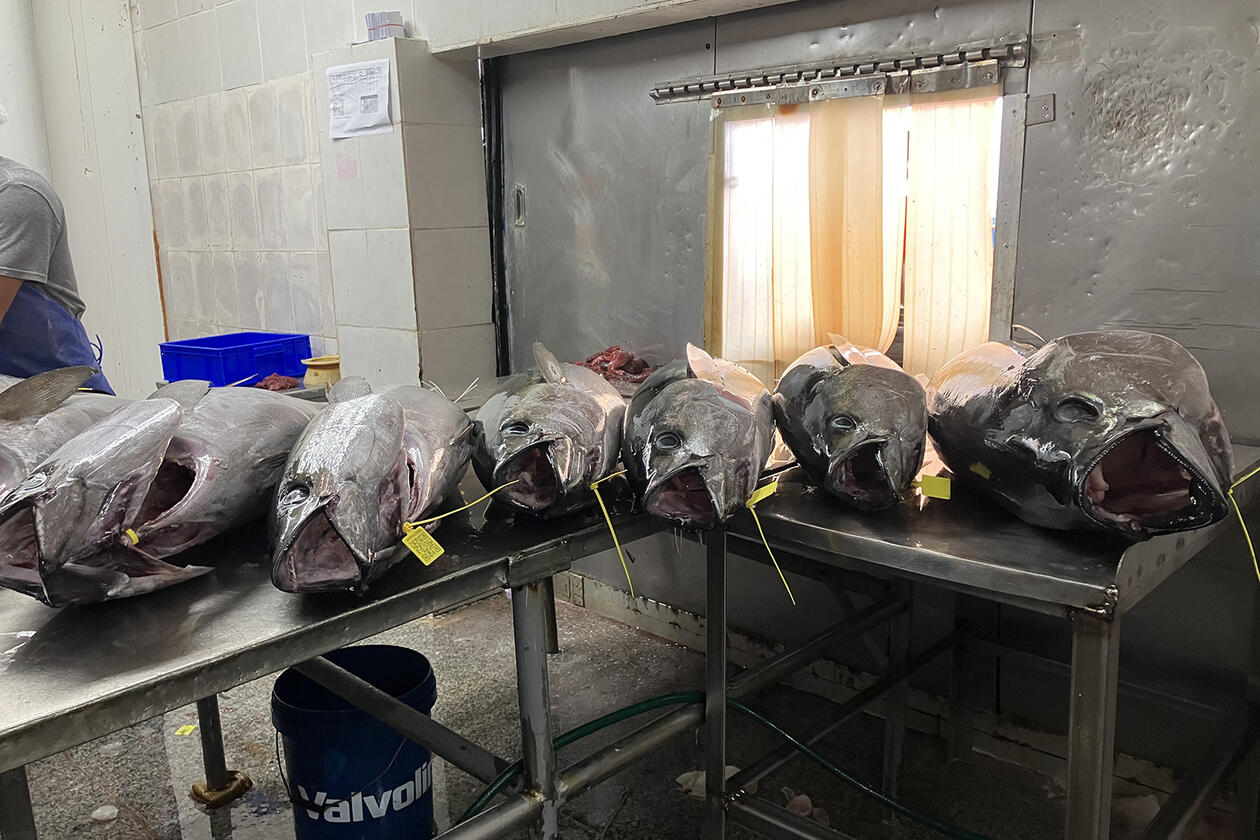 Fish being prepared in Marshall Islands