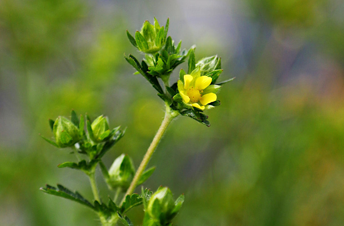 Potentilla norvegica