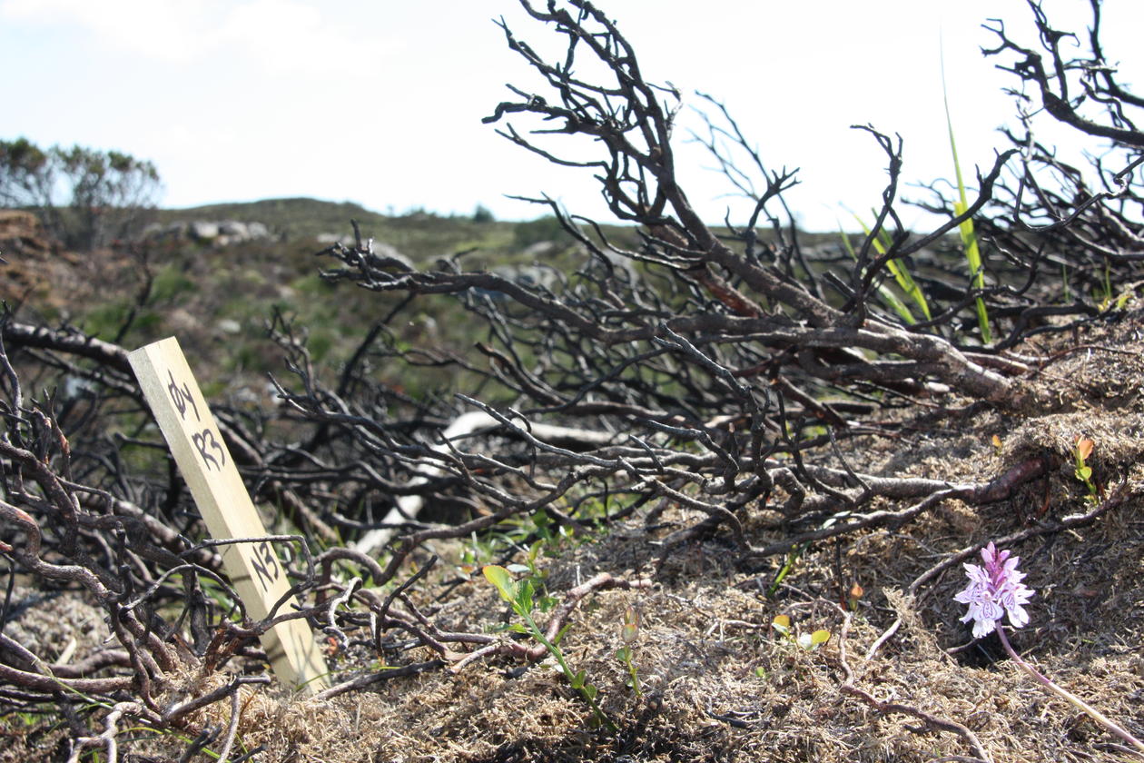 Photo: Experimental plot set up in coastal heathland in Øygarden, Western Norrway