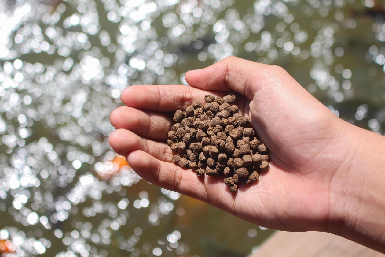 A hand holding fish feed over water