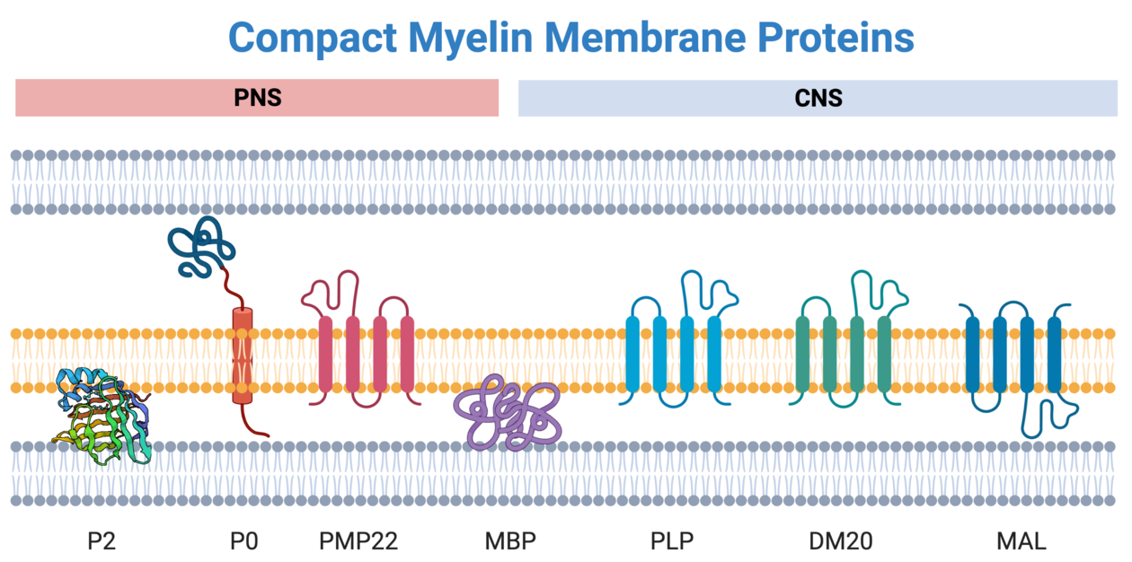 myelin membrane proteins
