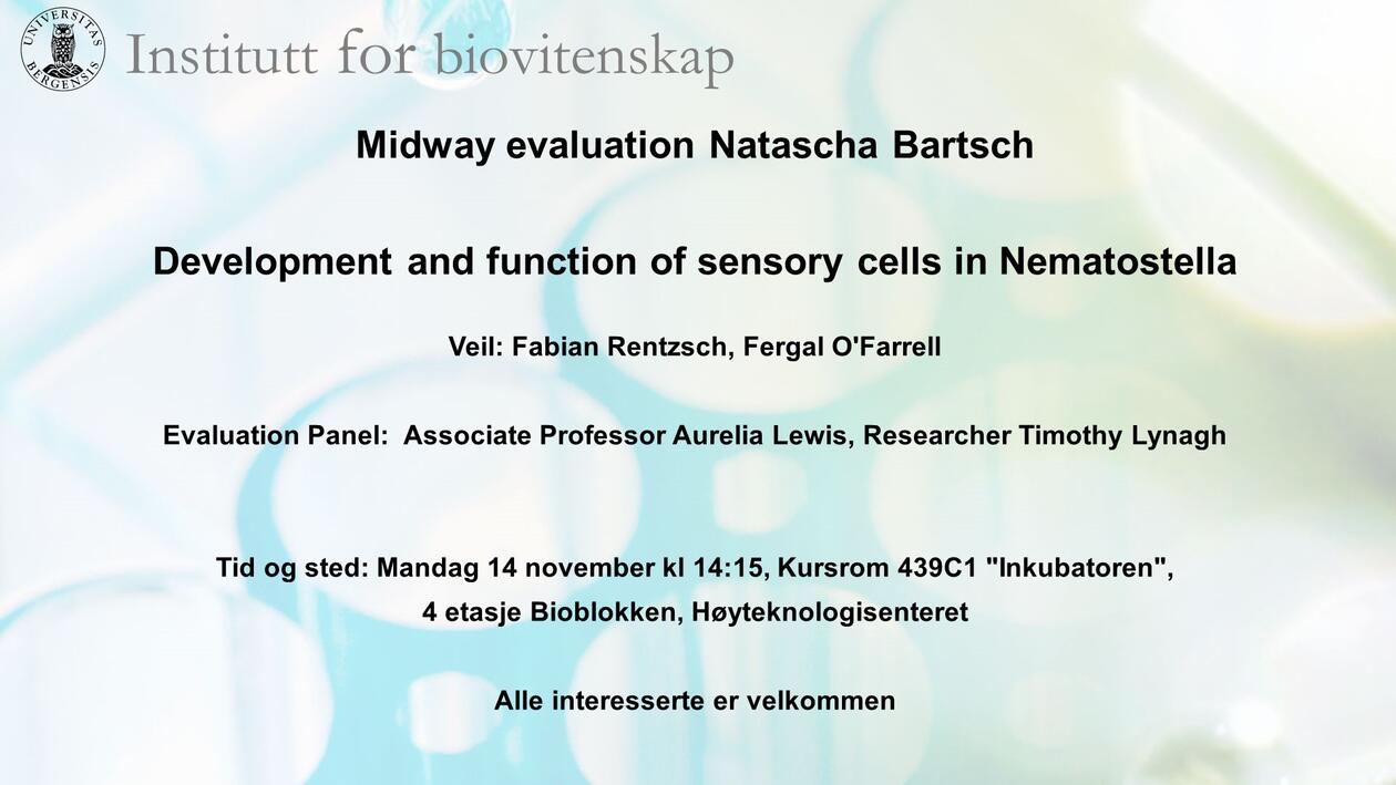 Development And Function Of Sensory Cells In Nematostella | Institutt ...