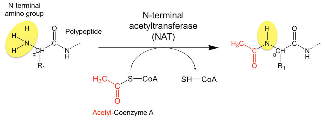 MBI –researchers Reveal The Molecular Structure Of An Enzyme Involved ...