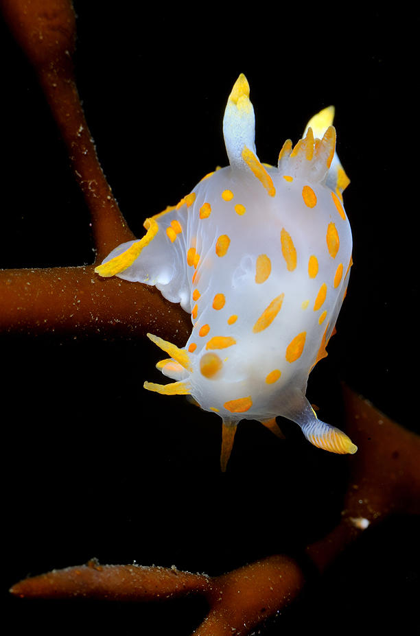 Polycera quadrilineata. Kristiansund, Norway