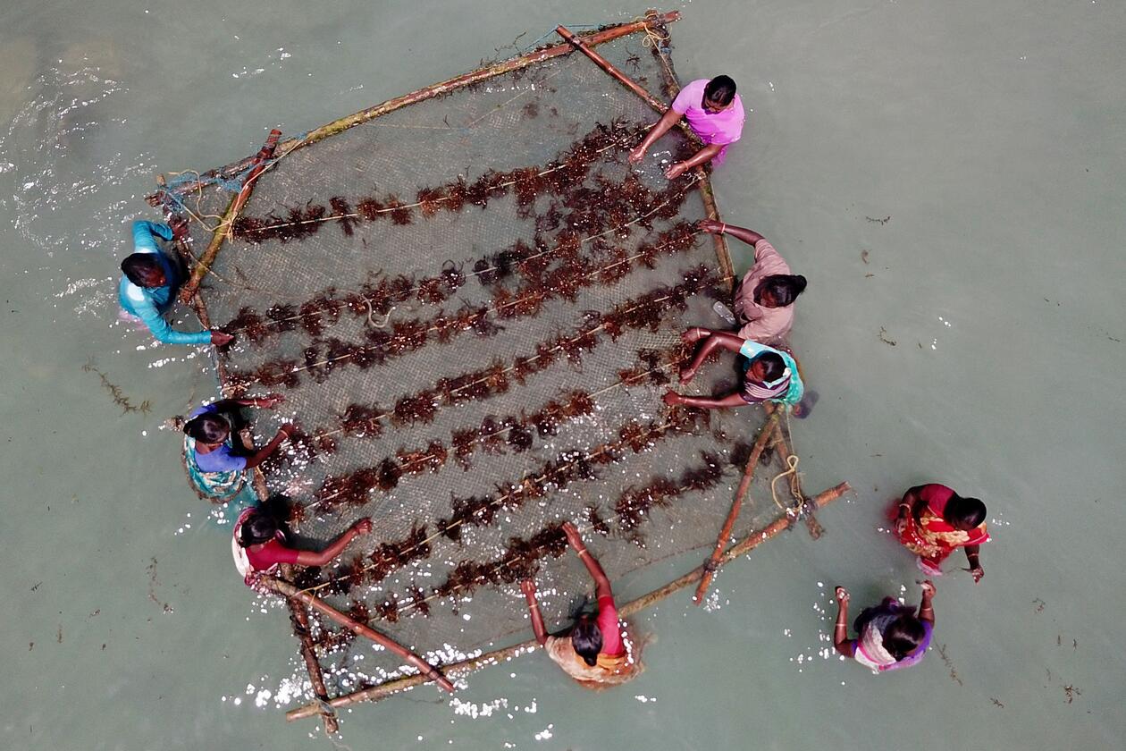 Photo from Sept 24, 2021: women work to cultivate fronds of seaweed on a bamboo raft in the waters off the coast of Rameswaram in India's Tamil Nadu state. Scientists are looking into how seaweed farming could reduce impact of greenhouse gas emissions.