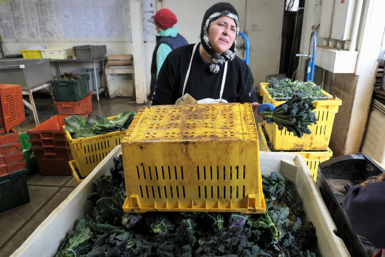 Kale farmer at Full Belly Farm, Northern California