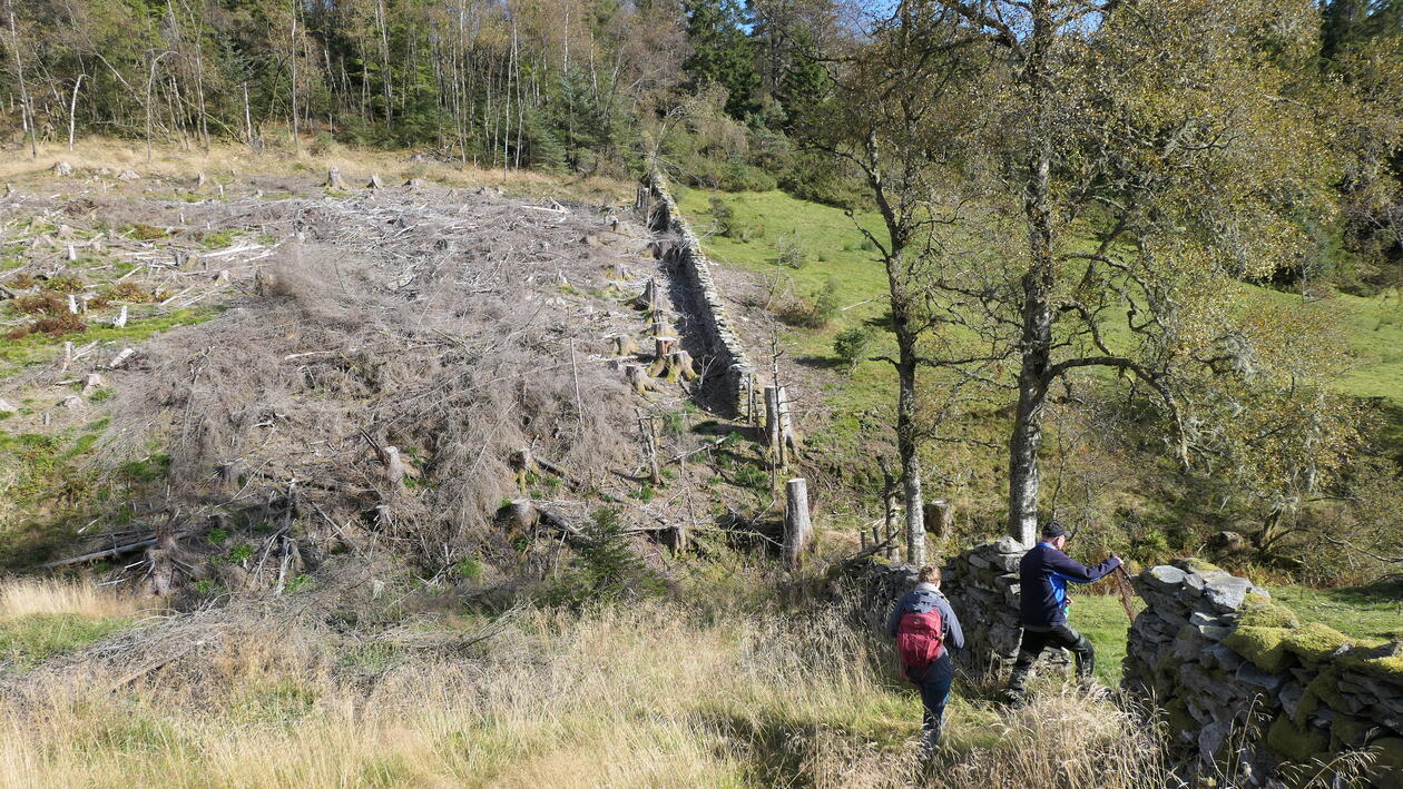 Landskap med hogstfelt og innmarksbeite skilt med en gammel steinmur.