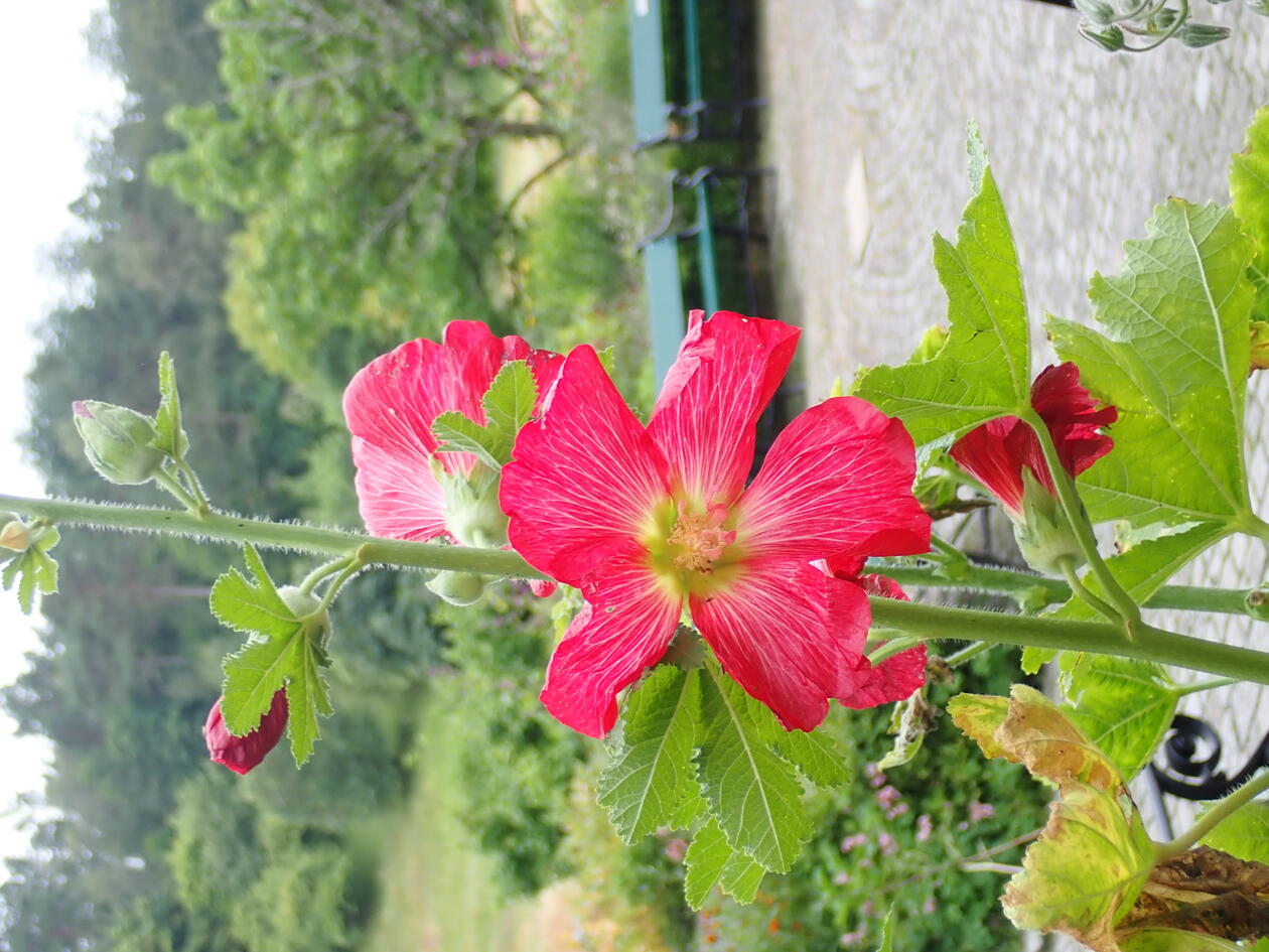 Alcea rosea, Common name: Hollyhock Botanical name: Alcea r…