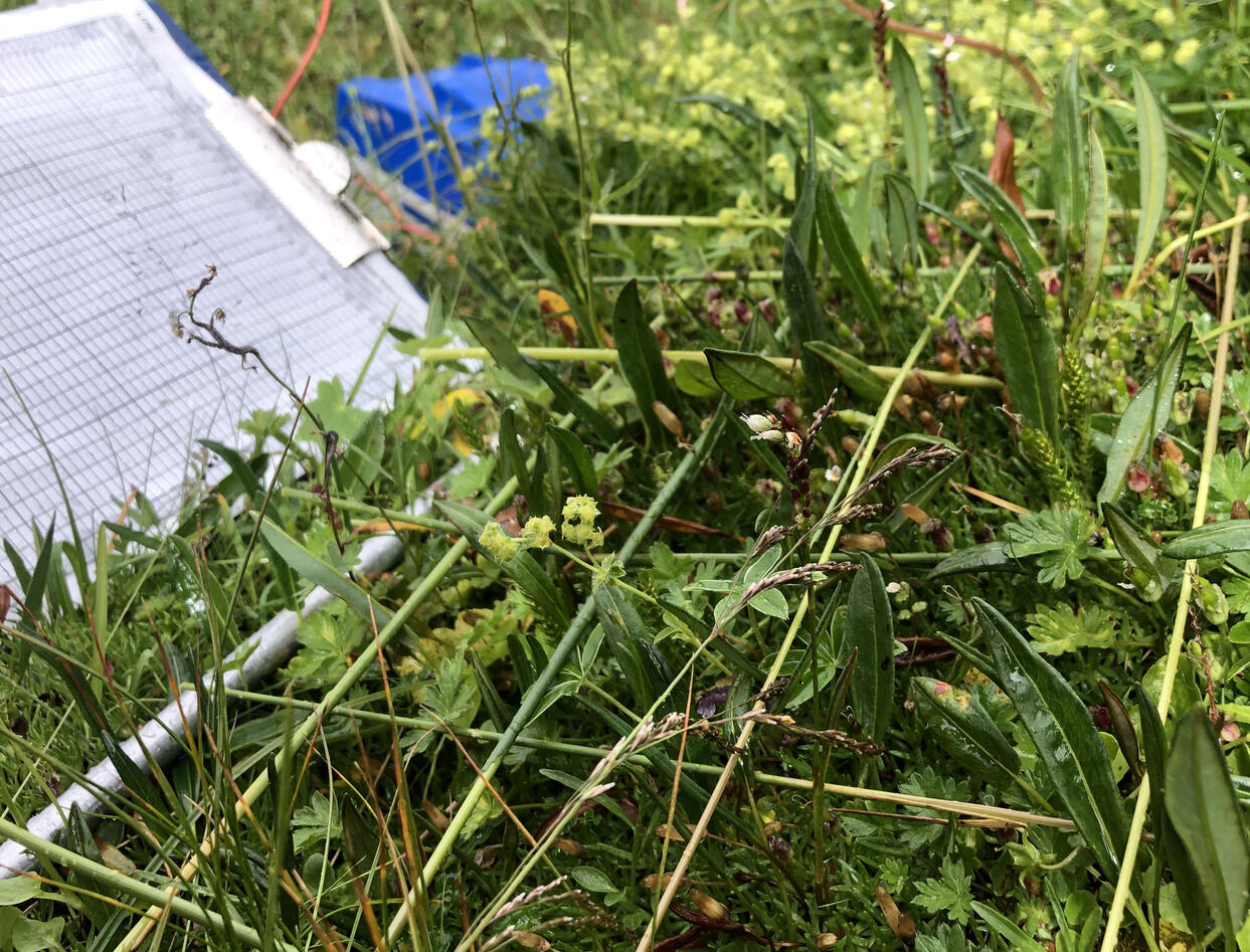 A species list lying next to a grassland plot that is being surveyed