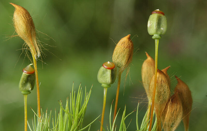 polytrichum commune