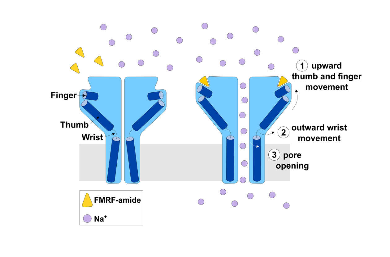 Protein figure