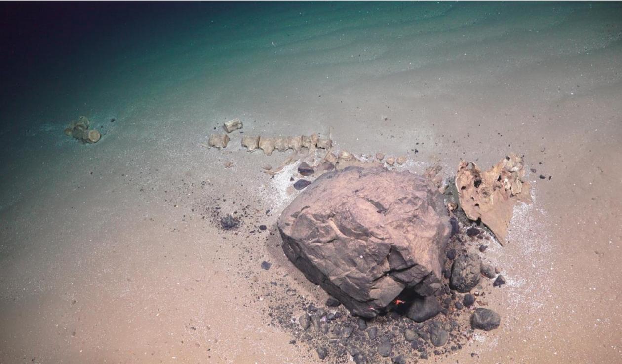 whale skeleton on the sea floor