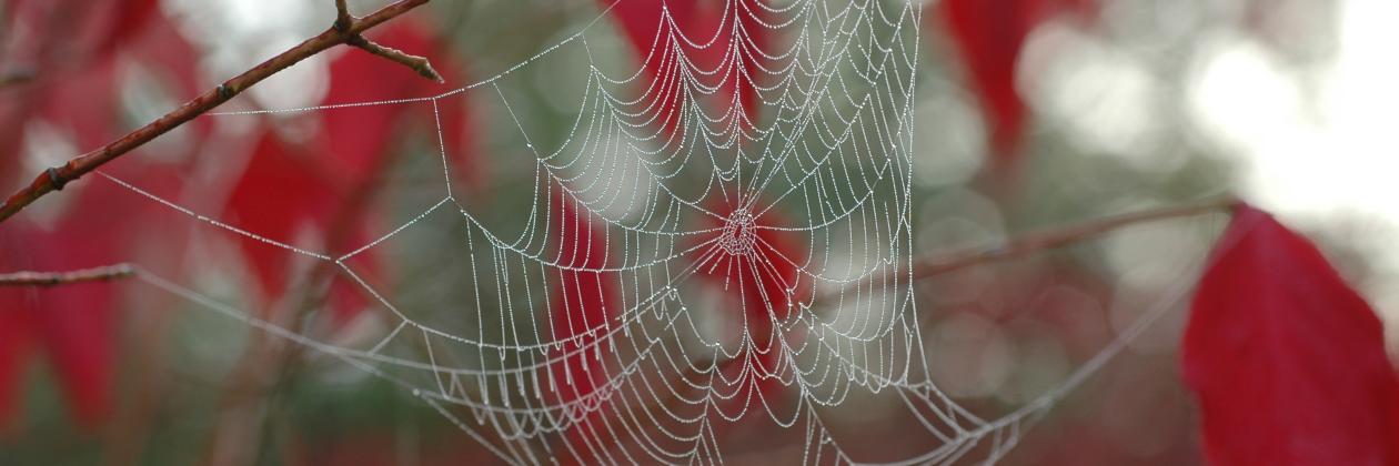 Spiderweb on tree branches in autumn