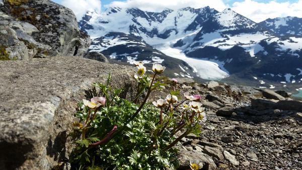 Mountaine flowers