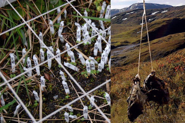 part of a sampling quadrat with numerous toothpicks marking the small plants plus two teabags being used to measure decomposition rates