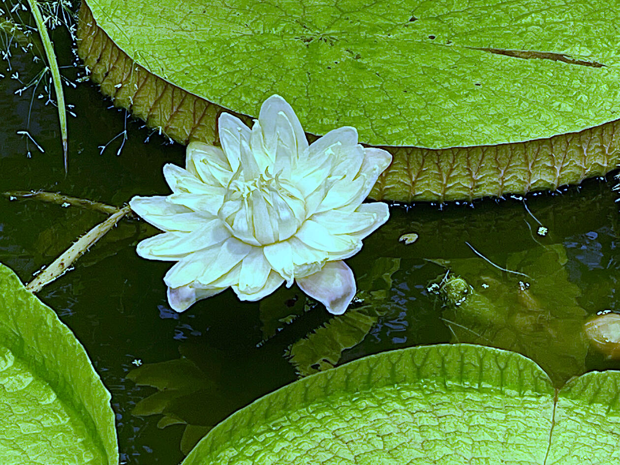 Victoria cruziana, nøkkerose