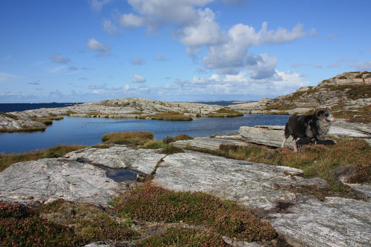 Photo: Old Norwegian sheep in Øygarden