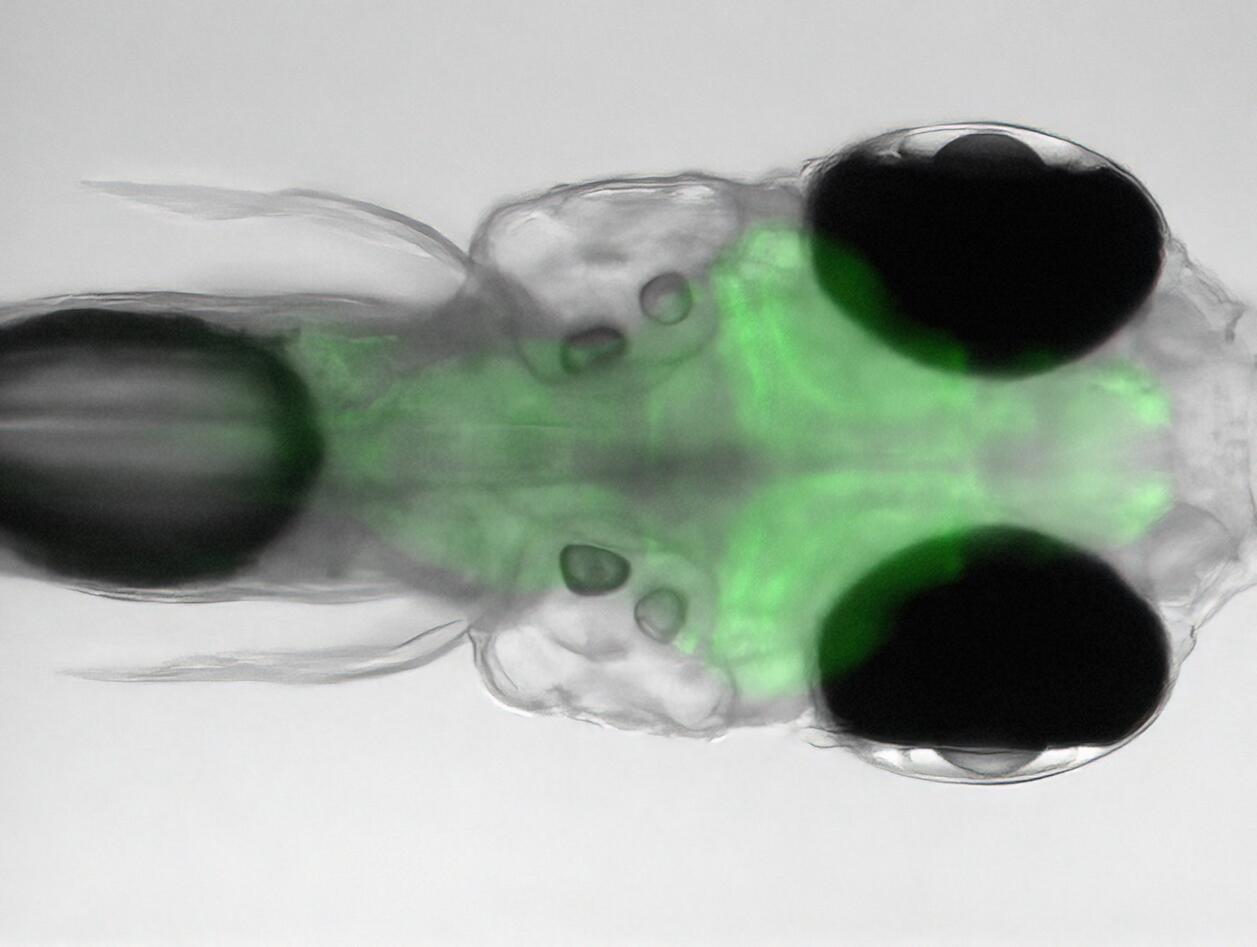 Zebrafish larvae