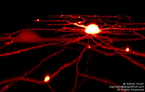 Live 4D confocal imaging of rat hippocampal neurons transfected with the...