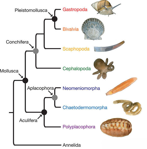 Molluscan Relationships Clarified Using Phylogenomics | Department Of ...