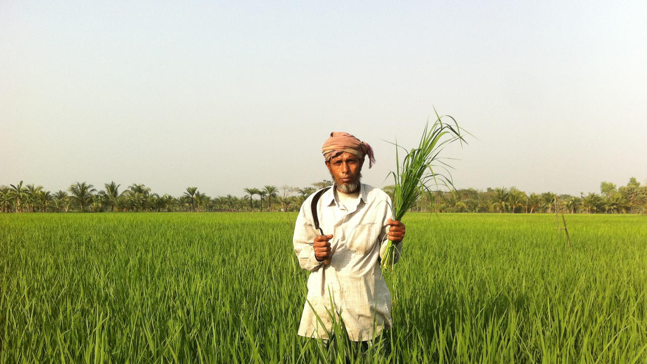 Man in rice field, Bangladesh