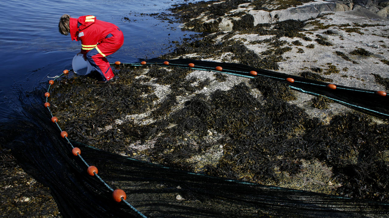 Student fra Institutt for biologi ute i felten på UIBs marine forskningsstasjon på Espegrend