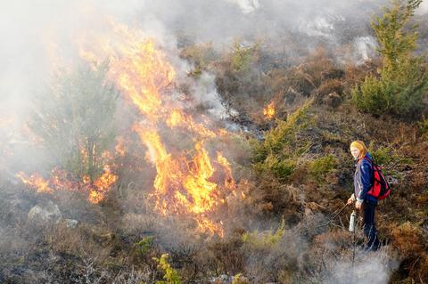 The juniper burns more intense than the heath. This area will support grasses and forbs in a few months. 