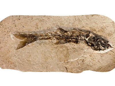 Testing the fossil record | News | UiB