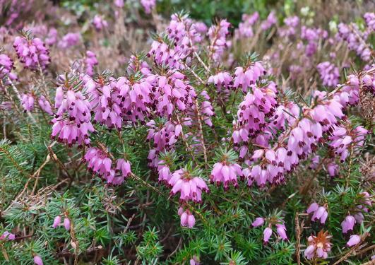 Erica carnea 'Gracilis' i full blomst