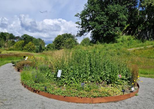 Rødlistebedet i Bergen botaniske hage