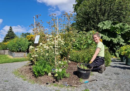 Luking i Bergen botaniske hage