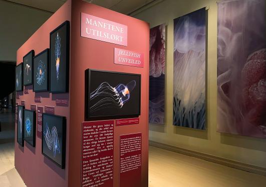 Jellyfish unveiled exhibit