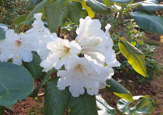 Rhododendron faithiae i blomst