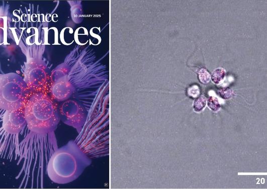 On the left, the cover of the last issue of Science Advances featuring an artist rendition of a choanoflagellate colony. On the right, a microscopy picture of a colony.