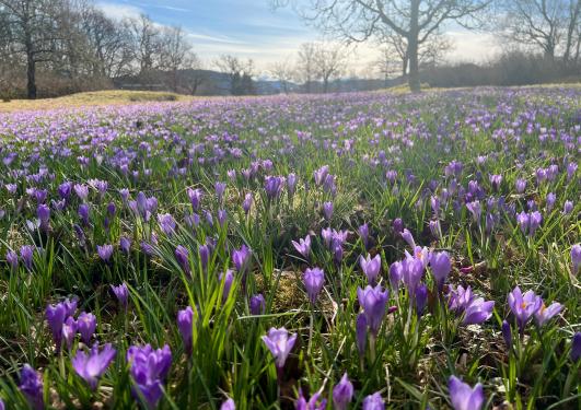 Milde Crocus