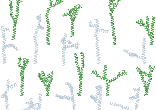 Green PARP representations in the attached figure were partially flattened in order to reveal the branching structure as-good-as-possible, while the gray representations show simple projections from 3D to 2D.