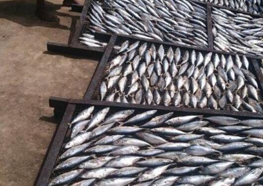 Photo of small fish in a market in Ghana, Western Africa.