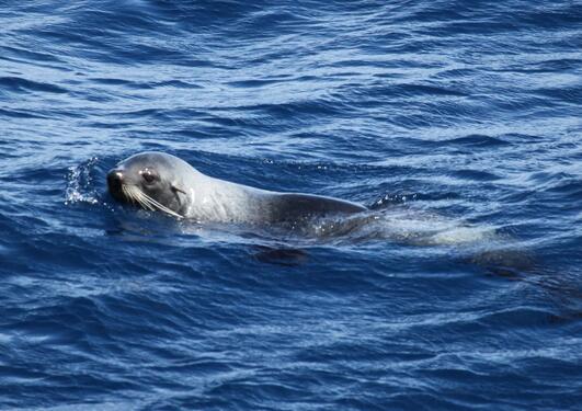 A fur seal swimming in blue ocean