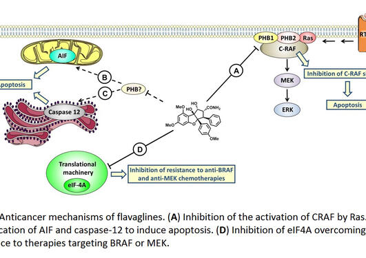 Figure. Anticancer mechanisms of flavaglines