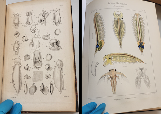 Drawings of sea slugs and crustaceans on book pages