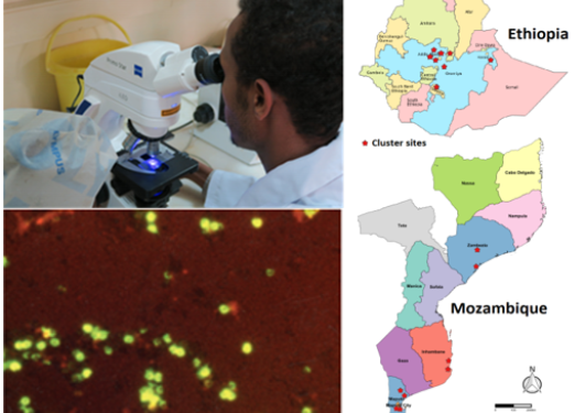 Three photos showing three different things. To the left, above: A person looking through a microscope. Below: Fluorescent green Cryptosporidium oocysts as seen with a LED-micro-scope after AP-staining to the Right: A map showing Mozambique and Ethioia