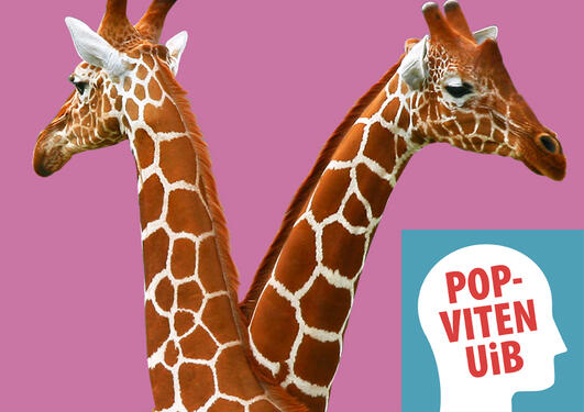 UiB Popviten, bilde av to giraffer som står tett inntil hverandre