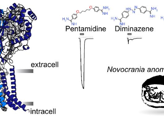 3D model of a ligand-gated ion channel, electrophysiology curves and the outline of the lamp shell Novocrania anomalia.