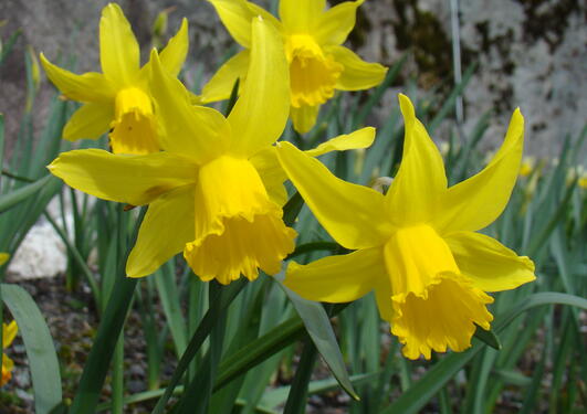 Narcissus 'February Gold'