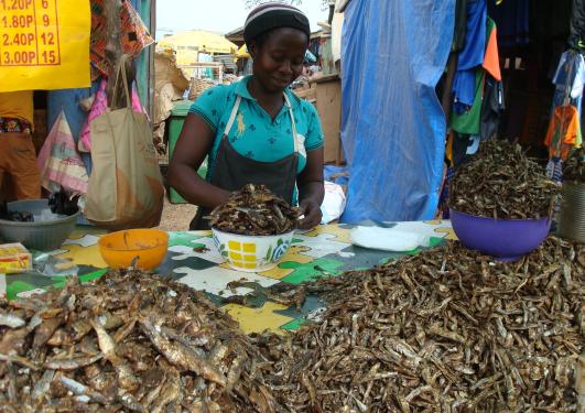 Woman selling small fish in market in Ghana in Western Africa