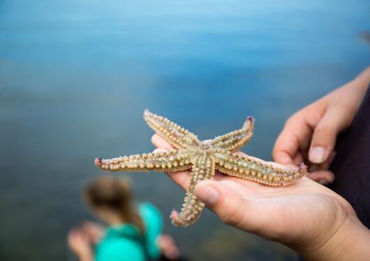A student from the University of Bergen holds a starfish found in the waters close to Bergen, Norway.