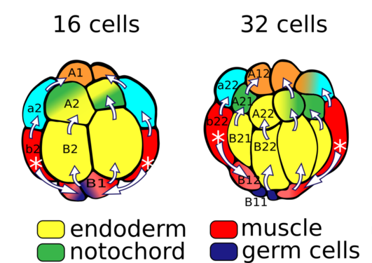 Gap junction – dependent coordination of intercellular calcium signaling during early embryogenesis of Oikopleura dioica