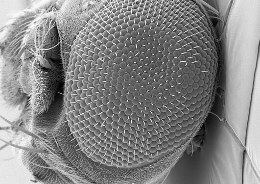 Et scanning elektron mikroskopibilde av en villtype drosophila melanogaster (bananflue) hode med fokus på fasettøyet