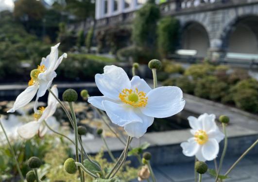 White anemone flowers in garden